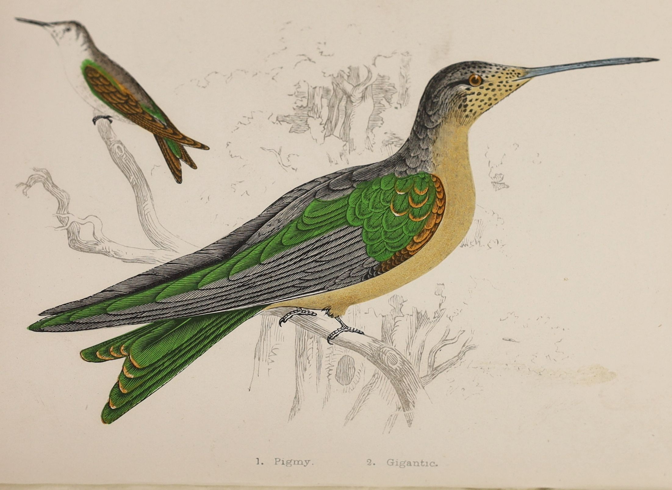 Adams, Henry Gardiner - Humming Birds, Described and Illustrated, 8vo, rebound quarter red morocco, with 8 colour plates, Groombridge and Sons, London [1856] and Higgins, L.G and Riley, N.D - A Field Guide to the Butterf